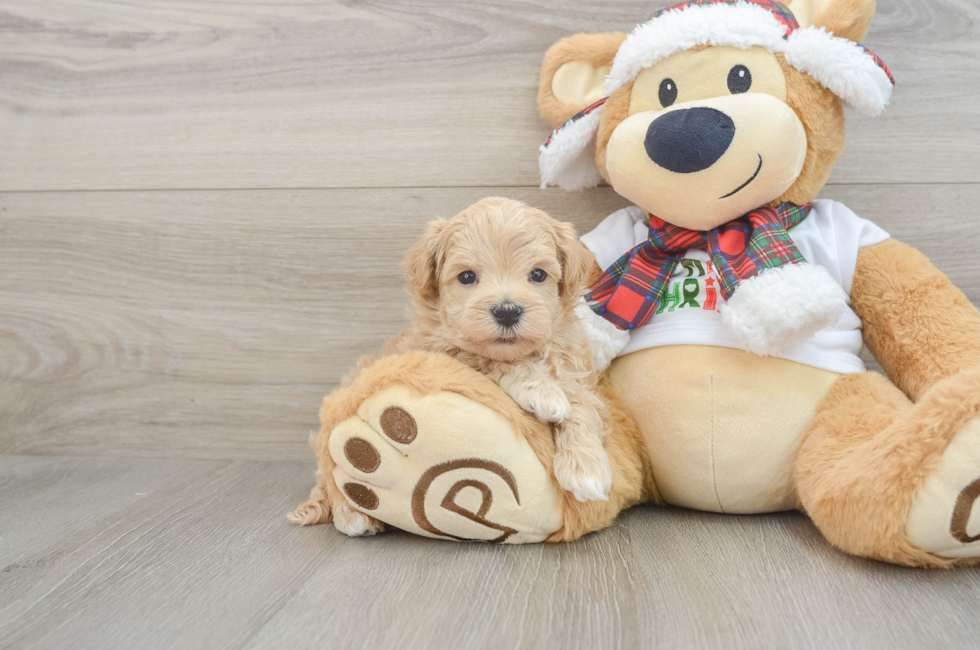 6 week old Maltipoo Puppy For Sale - Lone Star Pups