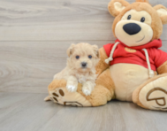 7 week old Maltipoo Puppy For Sale - Lone Star Pups