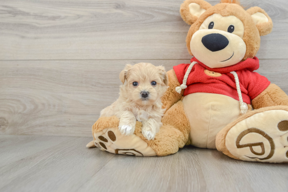 Maltipoo Puppy for Adoption