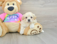 8 week old Maltipoo Puppy For Sale - Lone Star Pups