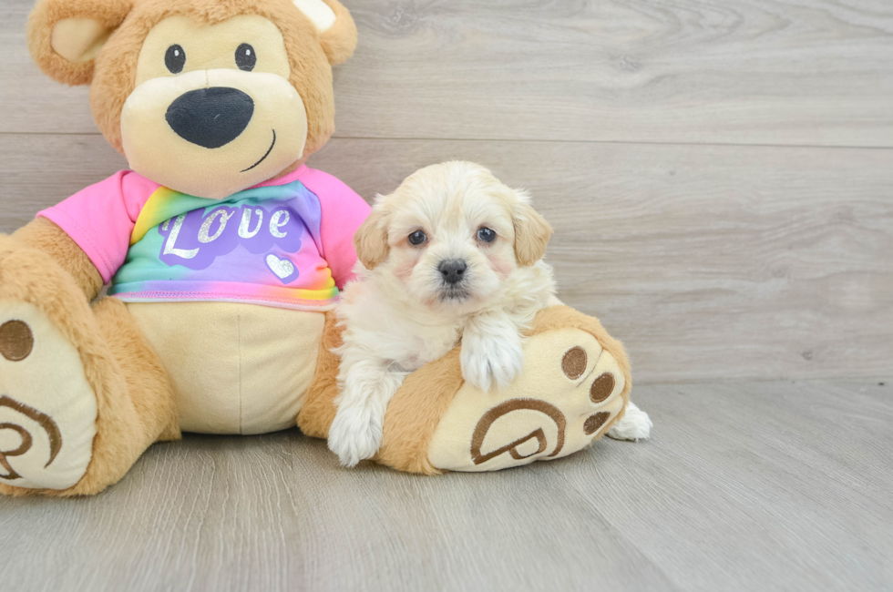 7 week old Maltipoo Puppy For Sale - Lone Star Pups