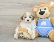 8 week old Maltipoo Puppy For Sale - Lone Star Pups