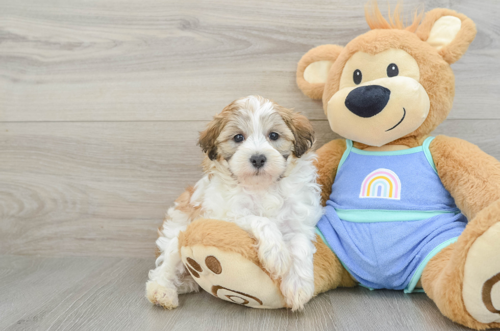 6 week old Maltipoo Puppy For Sale - Lone Star Pups