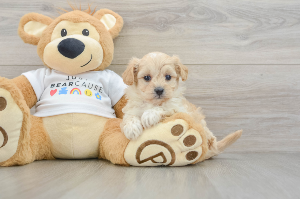 5 week old Maltipoo Puppy For Sale - Lone Star Pups