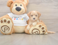 8 week old Maltipoo Puppy For Sale - Lone Star Pups