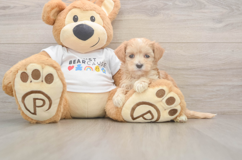 6 week old Maltipoo Puppy For Sale - Lone Star Pups