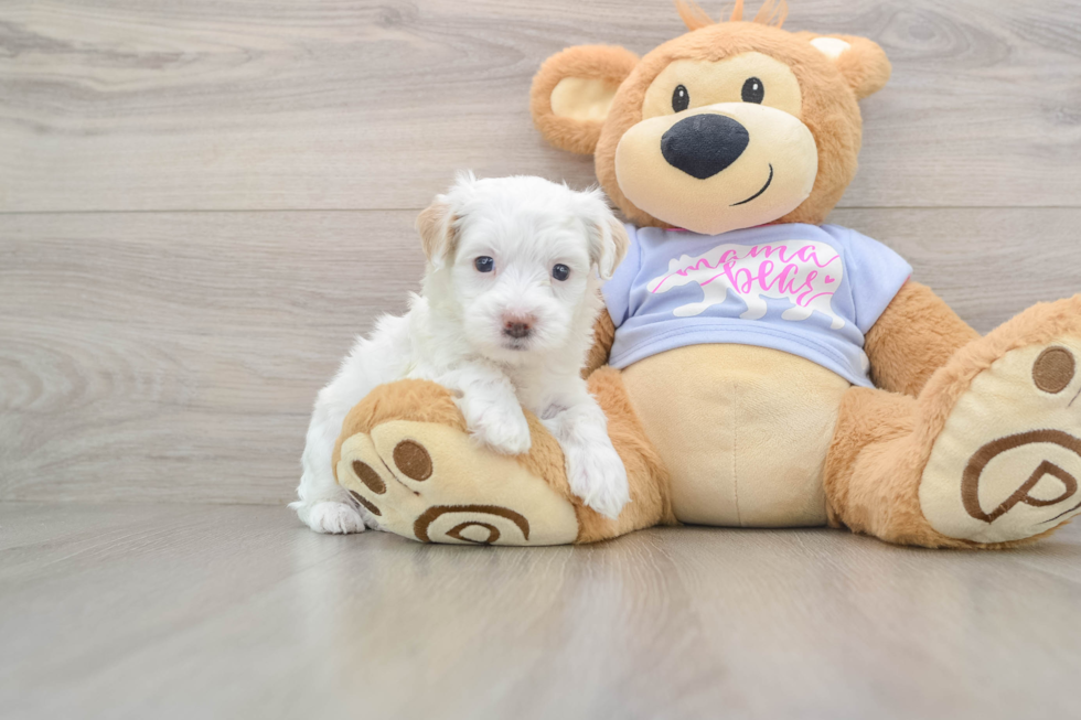 Happy Maltipoo Baby