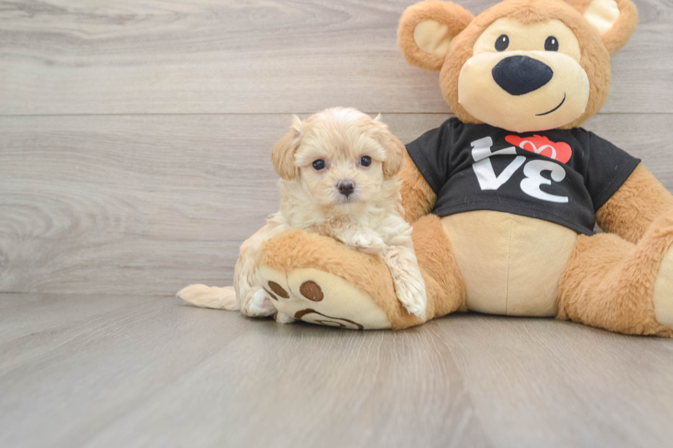 Maltipoo Puppy for Adoption