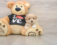 8 week old Maltipoo Puppy For Sale - Lone Star Pups
