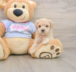 7 week old Maltipoo Puppy For Sale - Lone Star Pups
