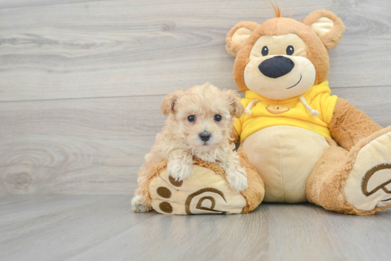 Meet Elaine - our Maltipoo Puppy Photo 1/3 - Lone Star Pups