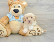 8 week old Maltipoo Puppy For Sale - Lone Star Pups