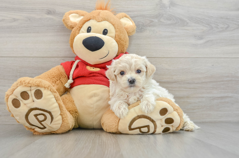 6 week old Maltipoo Puppy For Sale - Lone Star Pups