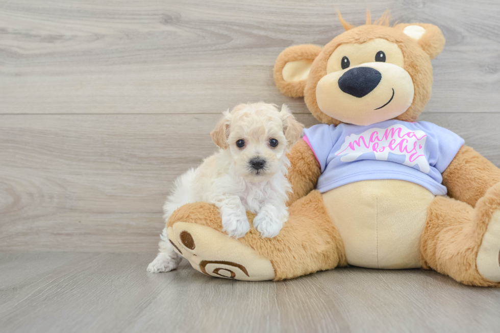 Cute Maltipoo Baby