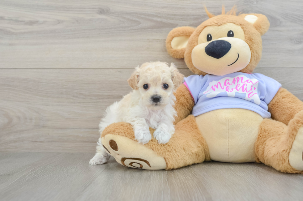 6 week old Maltipoo Puppy For Sale - Lone Star Pups