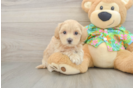 Maltipoo Puppy for Adoption