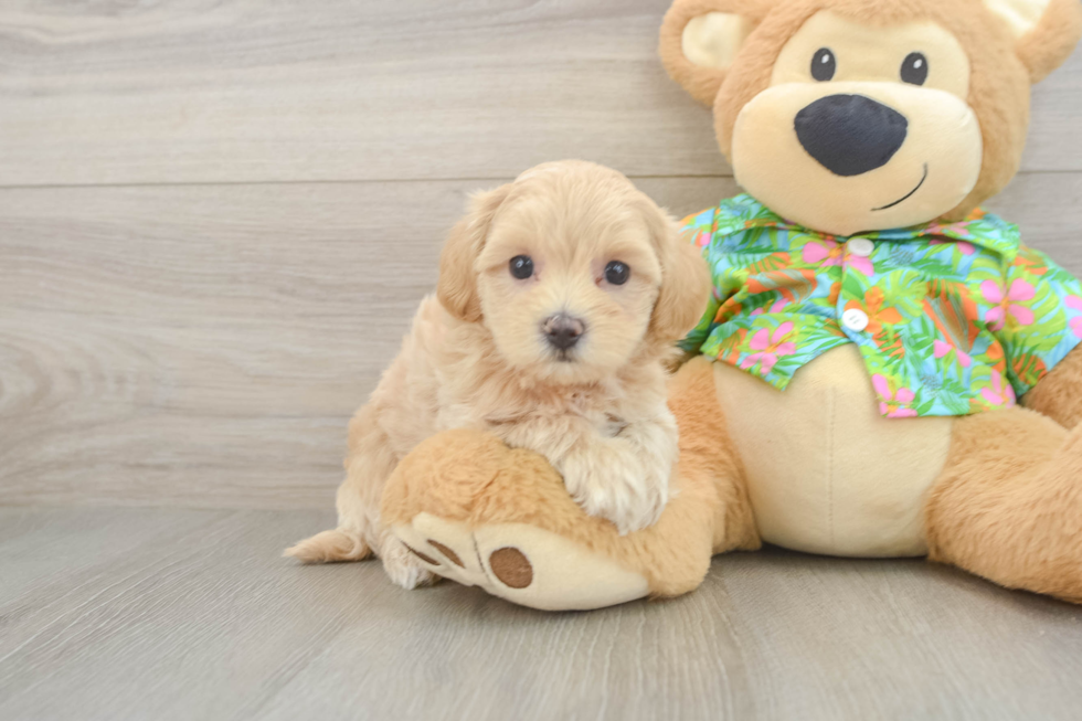 Maltipoo Puppy for Adoption