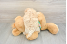 Maltipoo Pup Being Cute