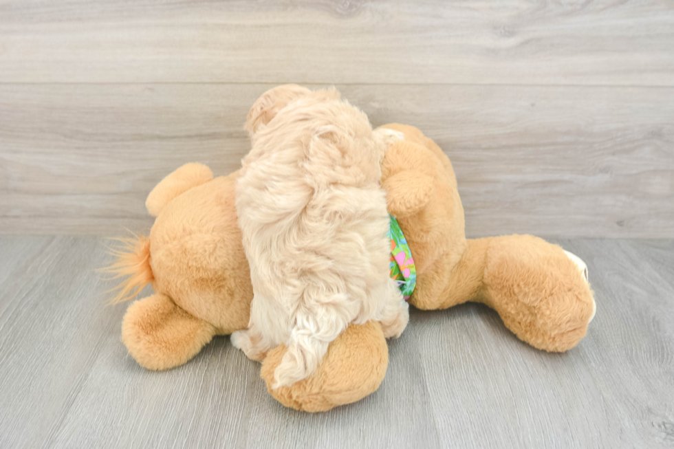 Maltipoo Pup Being Cute