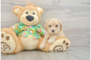 Maltipoo Puppy for Adoption