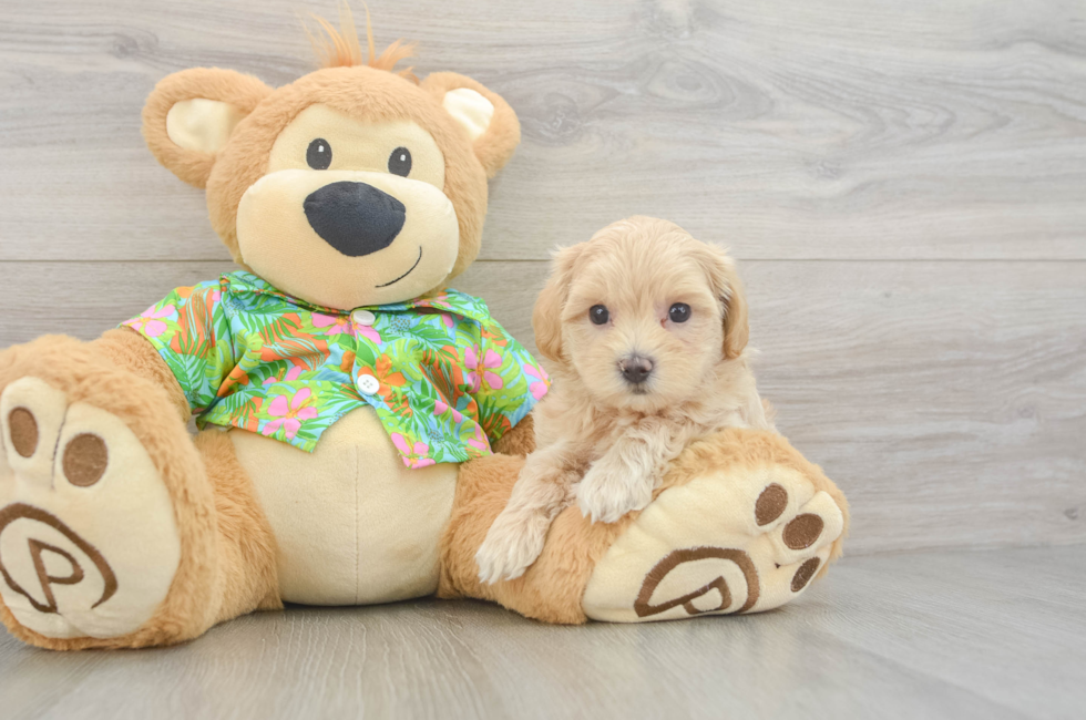 6 week old Maltipoo Puppy For Sale - Lone Star Pups
