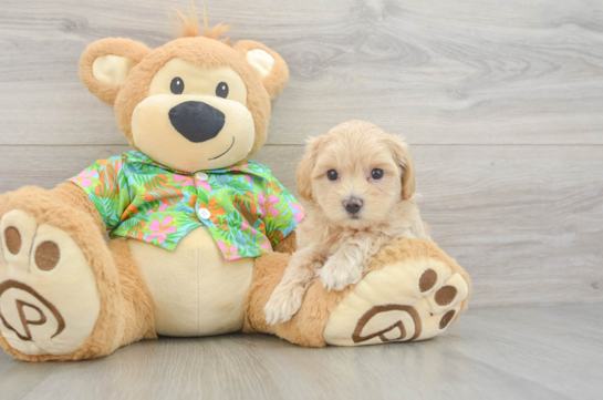 Maltipoo Puppy for Adoption
