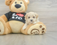 8 week old Maltipoo Puppy For Sale - Lone Star Pups