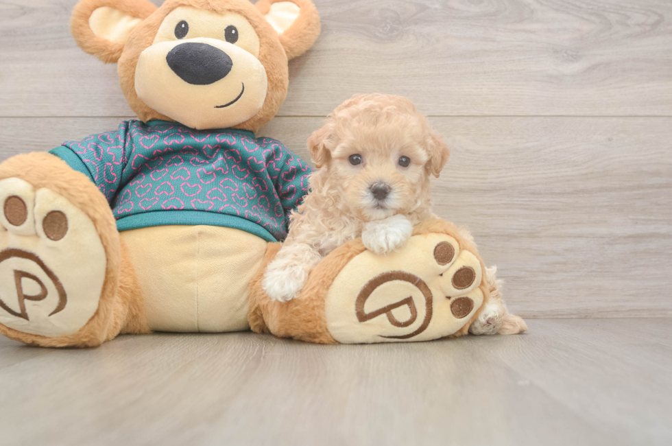 5 week old Maltipoo Puppy For Sale - Lone Star Pups