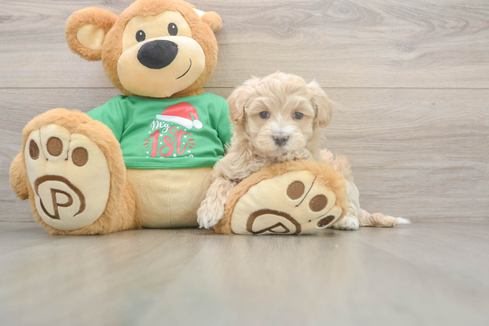 Best Maltipoo Baby