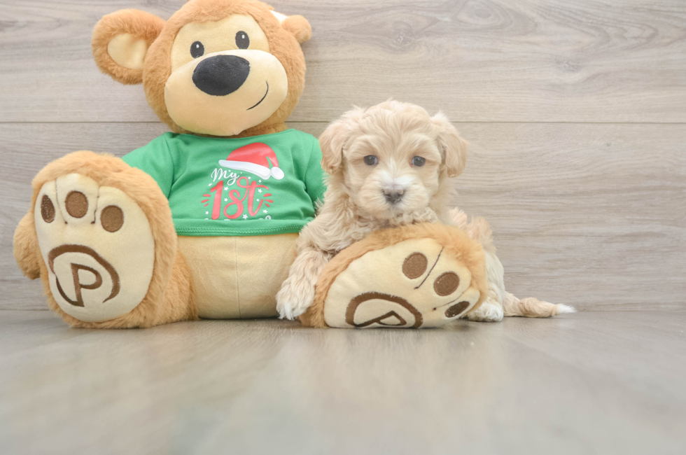 6 week old Maltipoo Puppy For Sale - Lone Star Pups