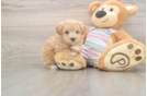 Small Maltipoo Baby