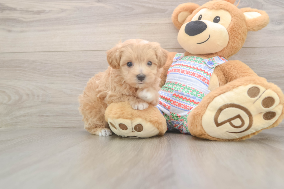 Small Maltipoo Baby