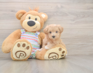 9 week old Maltipoo Puppy For Sale - Lone Star Pups