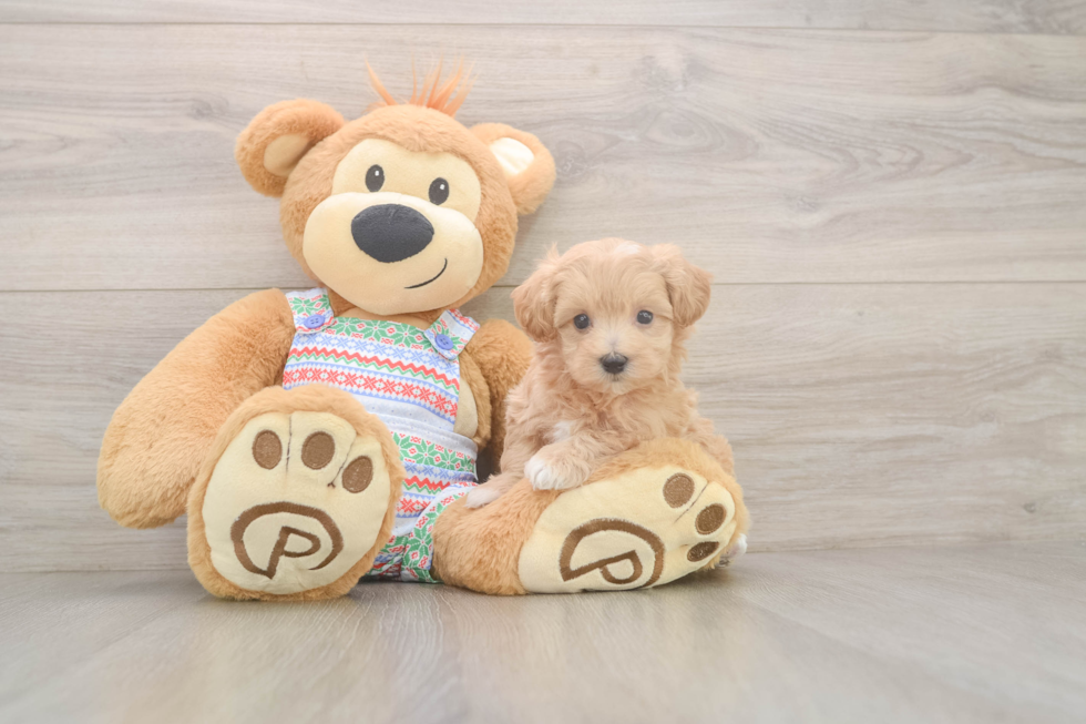 Smart Maltipoo Poodle Mix Pup