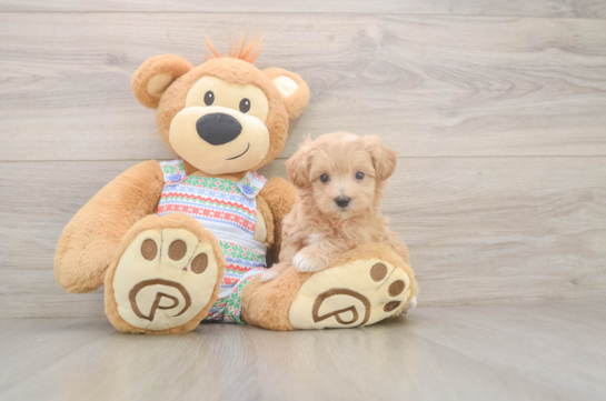 Smart Maltipoo Poodle Mix Pup