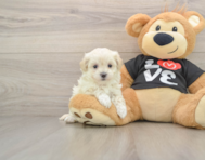 8 week old Maltipoo Puppy For Sale - Lone Star Pups