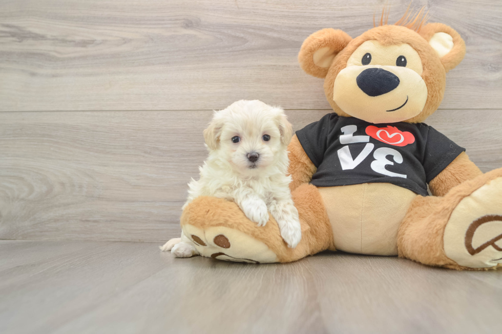 Best Maltipoo Baby