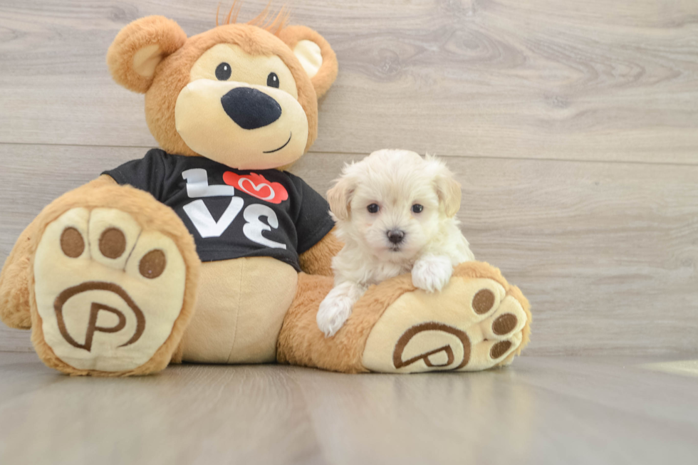 Sweet Maltipoo Baby