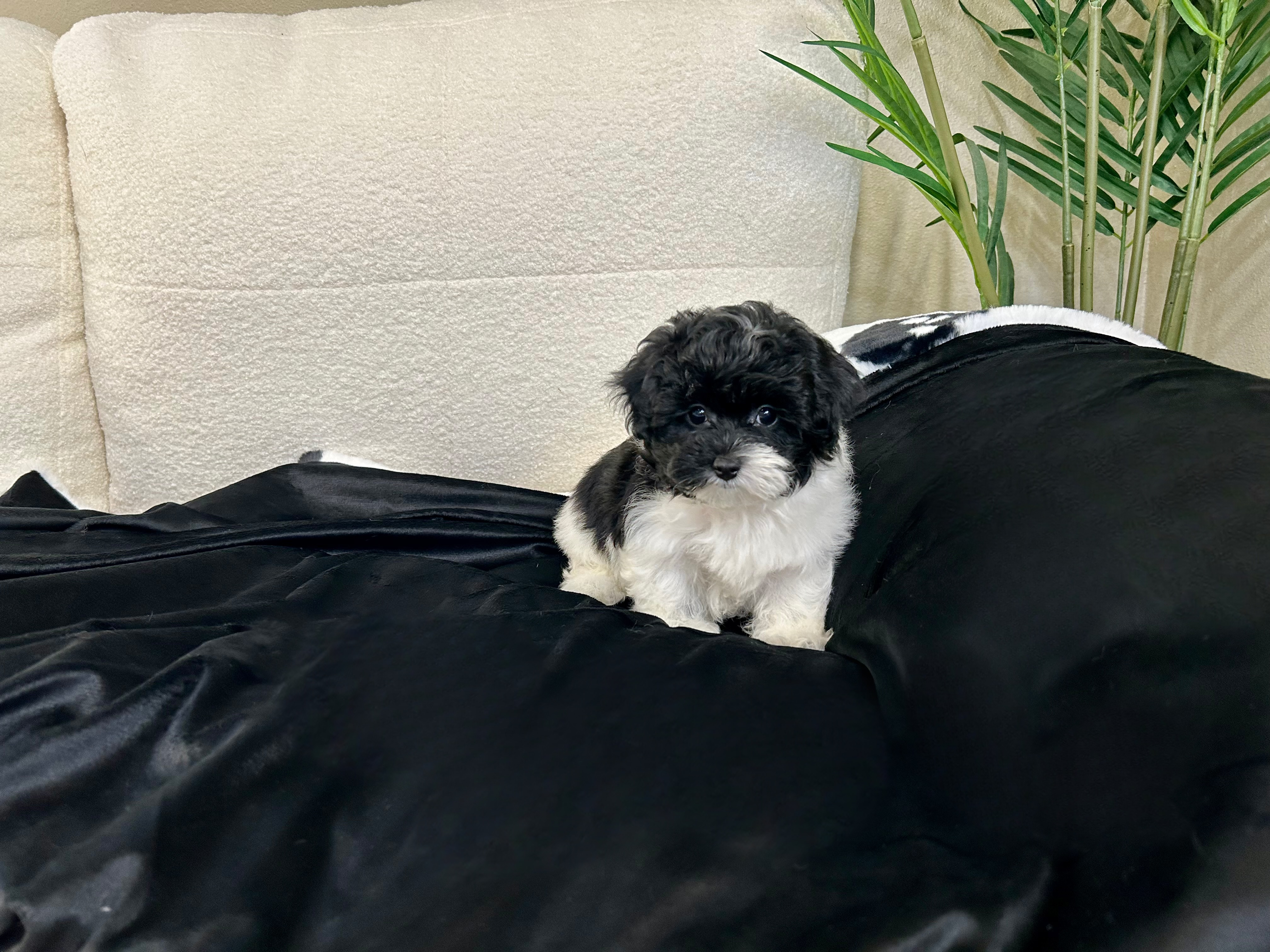 Cute Maltipoo Baby