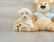 9 week old Maltipoo Puppy For Sale - Lone Star Pups