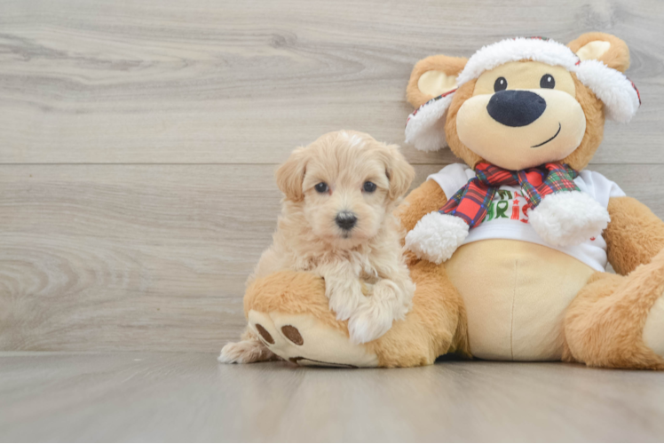 Maltipoo Puppy for Adoption