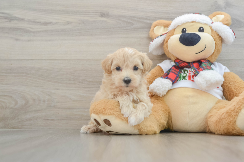 6 week old Maltipoo Puppy For Sale - Lone Star Pups