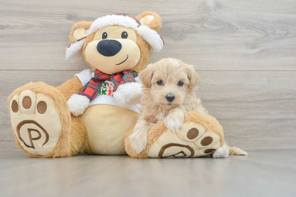 Maltipoo Puppy for Adoption