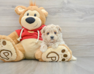 7 week old Maltipoo Puppy For Sale - Lone Star Pups