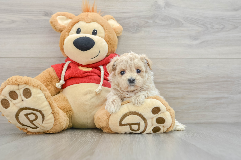 6 week old Maltipoo Puppy For Sale - Lone Star Pups