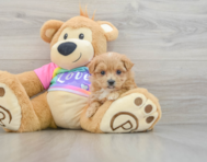 8 week old Maltipoo Puppy For Sale - Lone Star Pups