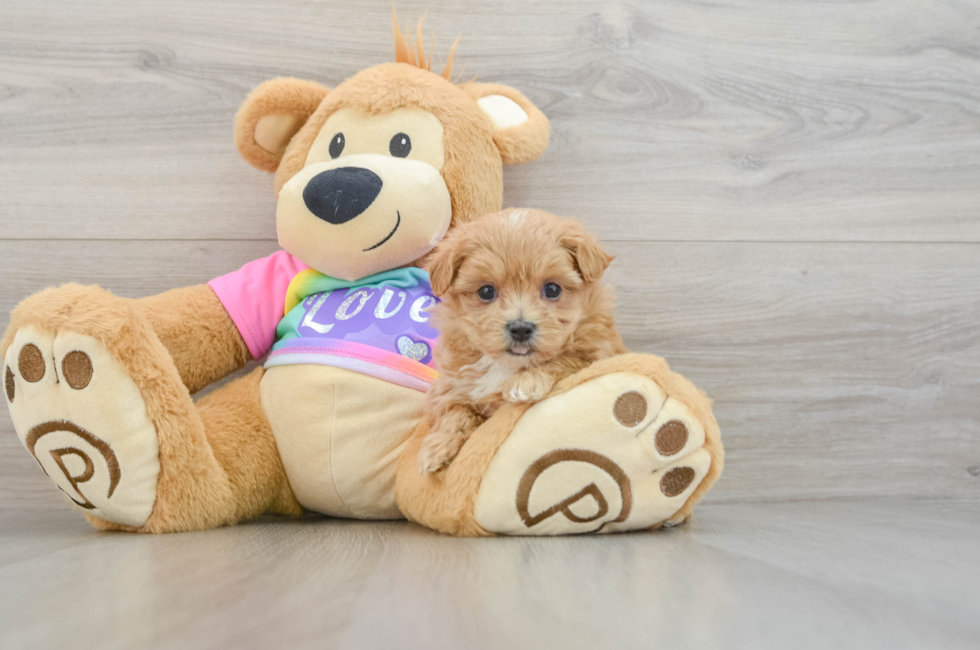 6 week old Maltipoo Puppy For Sale - Lone Star Pups