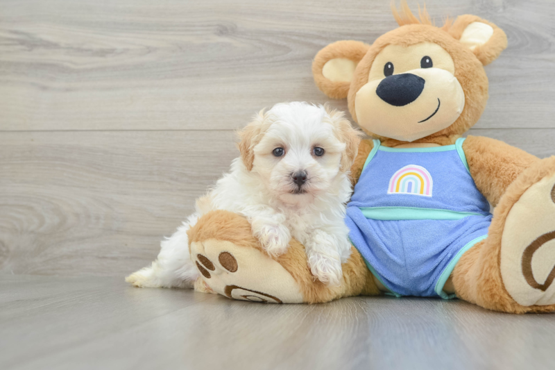 Meet Ellen - our Maltipoo Puppy Photo 1/3 - Lone Star Pups