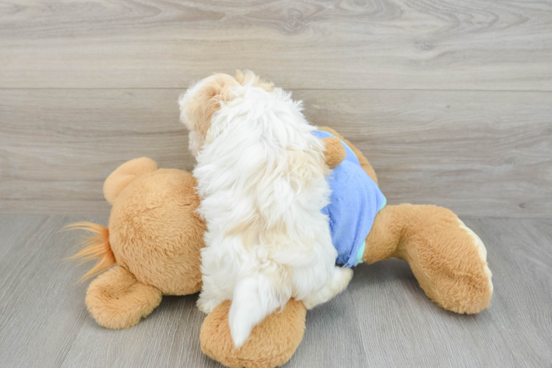 Meet Ellen - our Maltipoo Puppy Photo 2/3 - Lone Star Pups