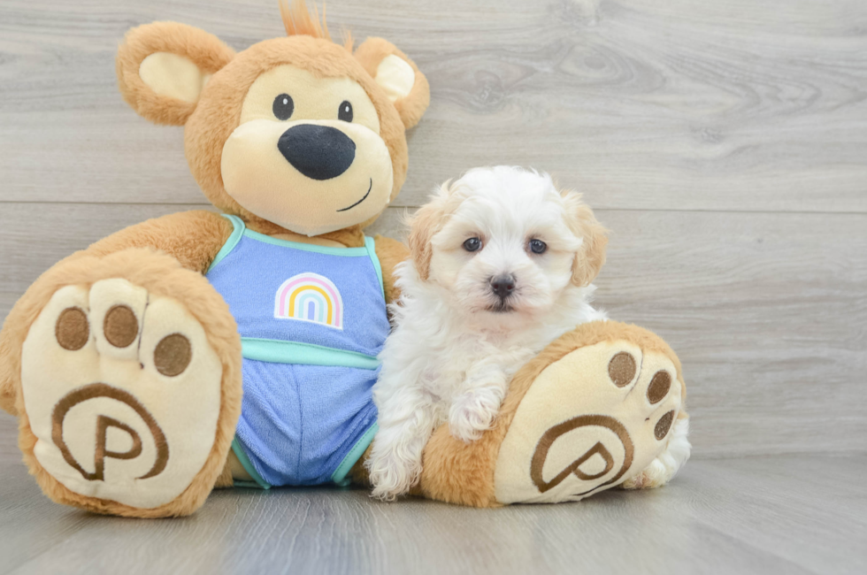 6 week old Maltipoo Puppy For Sale - Lone Star Pups